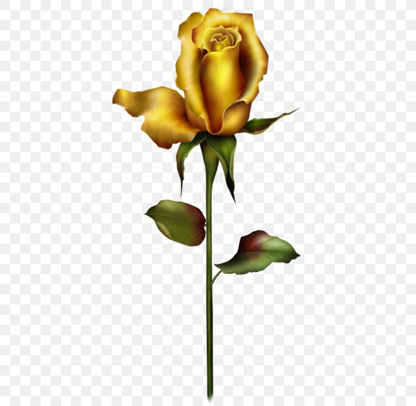 Rose Bud Yellow Clip Art, PNG, 380x800px, Rose, Bud, Flora, Floral Design, Floristry Download Free