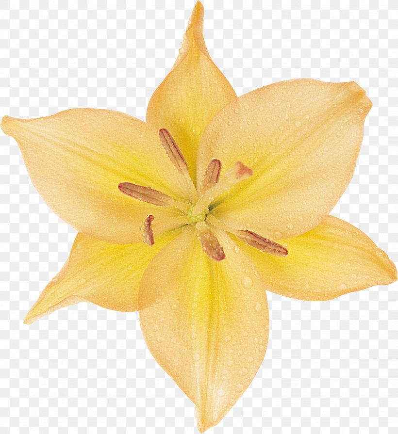 Amaryllis Cut Flowers Petal Daylily Close-up, PNG, 1026x1121px, Amaryllis, Closeup, Cut Flowers, Daylily, Flower Download Free