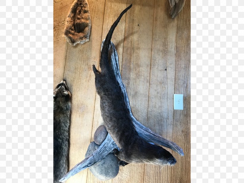 Black Creek Taxidermy Author Otter Sheep, PNG, 1080x810px, Taxidermy, Author, Beak, Deer, Family Business Download Free