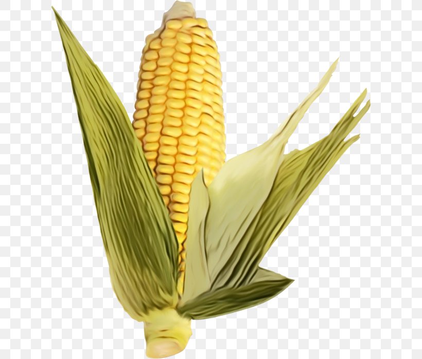 Corn On The Cob Corn Kernels Sweet Corn Corn Corn On The Cob, PNG, 622x699px, Watercolor, Corn, Corn Kernels, Corn On The Cob, Food Grain Download Free
