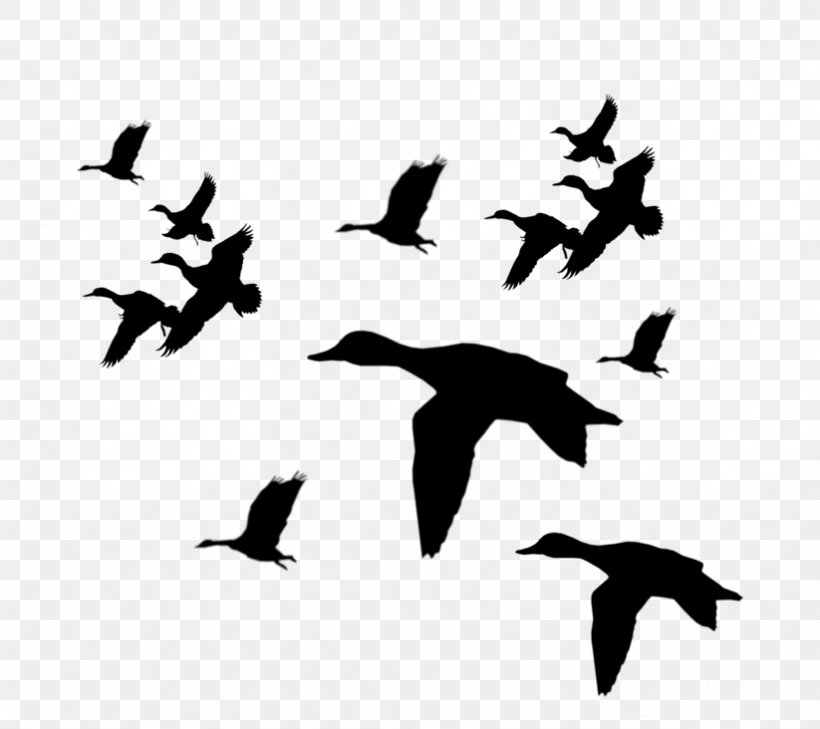 Duck Mallard Bird Goose Clip Art, PNG, 823x732px, Duck, American Black Duck, Animal Migration, Beak, Bird Download Free
