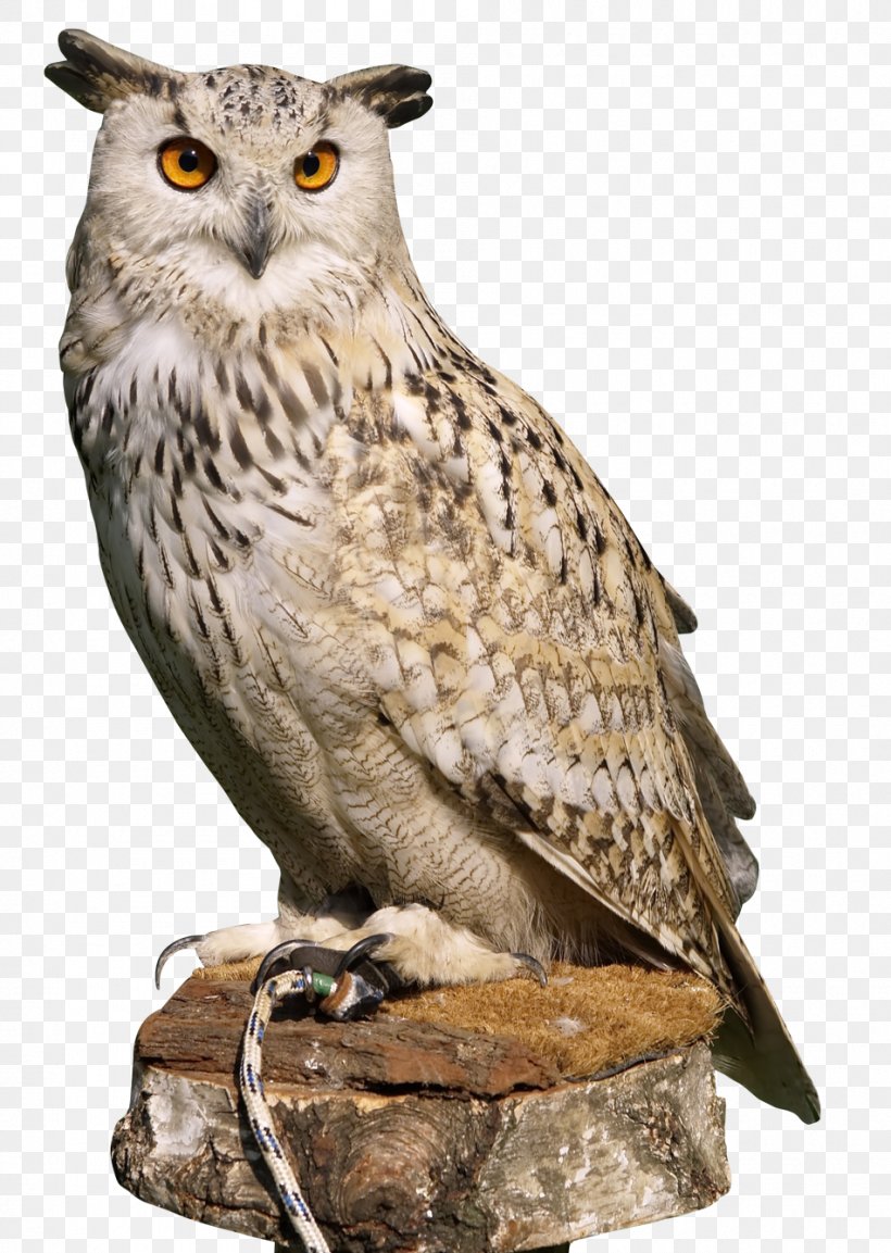 Owl, PNG, 950x1336px, Owl, Barn Owl, Barred Owl, Beak, Bird Download Free