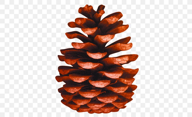 Pine Conifer Cone Organization, PNG, 500x500px, Pine, Conifer Cone, Material, Organization, Pinaceae Download Free