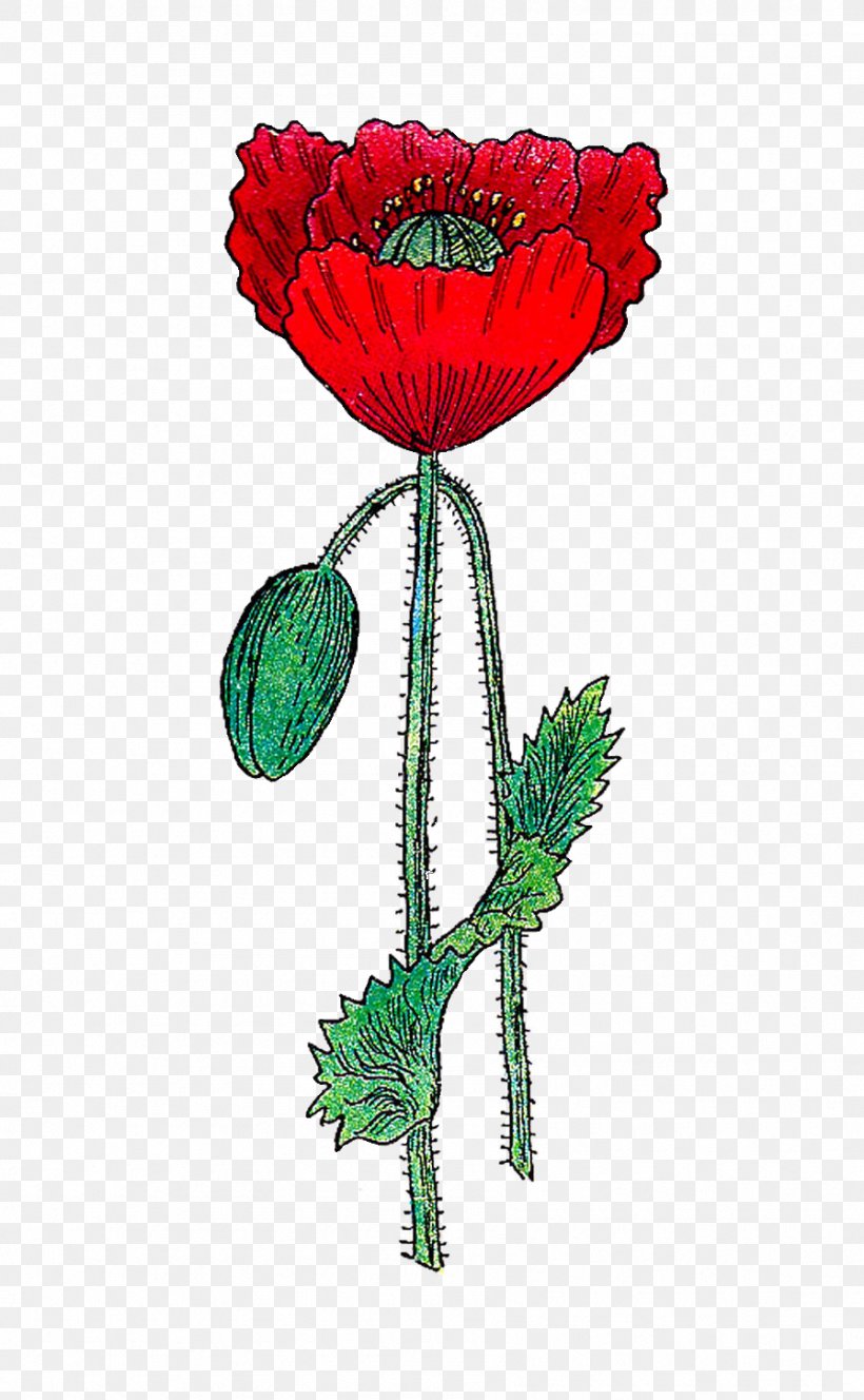 Remembrance Poppy Common Poppy Clip Art, PNG, 896x1452px, Poppy, Armistice Day, Blog, Botanical Illustration, Common Poppy Download Free