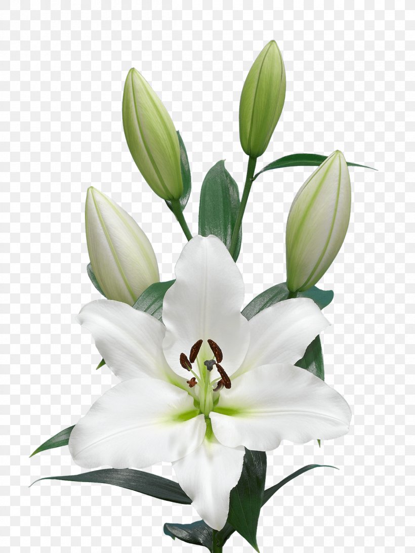 White Lily Flower Png 1200x1600px Lily Bud Bulb Color Crinum Download Free