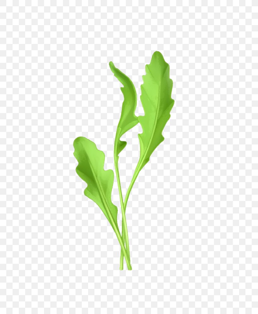 Arugula Euclidean Vector Vegetable Illustration, PNG, 725x1000px, Arugula, Cartoon, Grass, Green, Herb Download Free