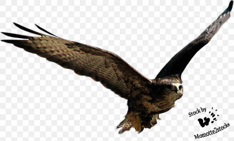 Bird Flight Crows, PNG, 994x598px, Bird, Accipitriformes, Beak, Bird Flight, Bird Of Prey Download Free