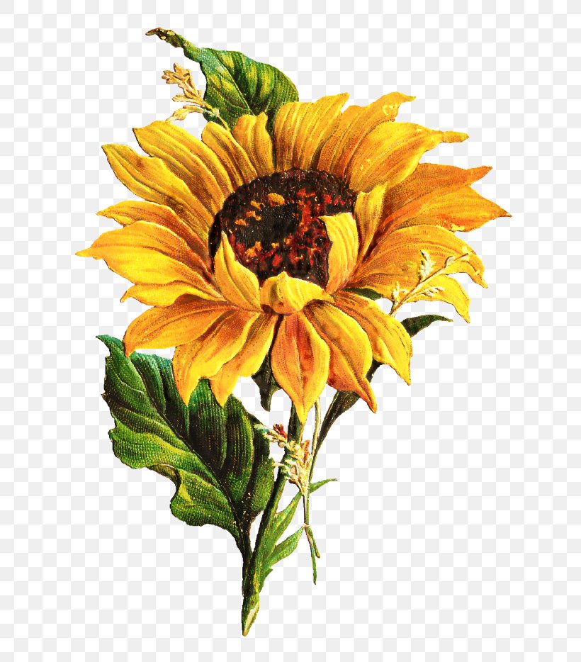 Bouquet Of Flowers Drawing, PNG, 696x934px, Common Sunflower, Annual Plant, Artificial Flower, Asterales, Barberton Daisy Download Free