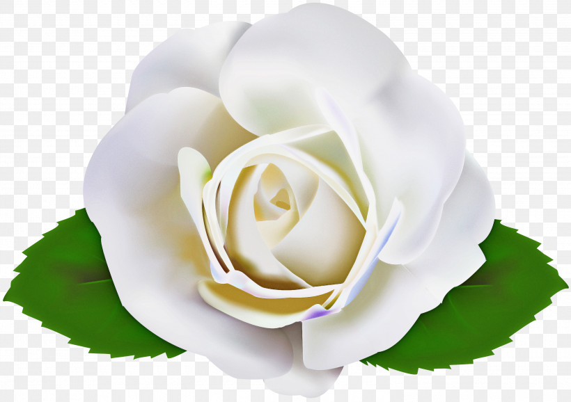 Garden Roses, PNG, 3000x2117px, White, Flower, Garden Roses, Hybrid Tea Rose, Petal Download Free