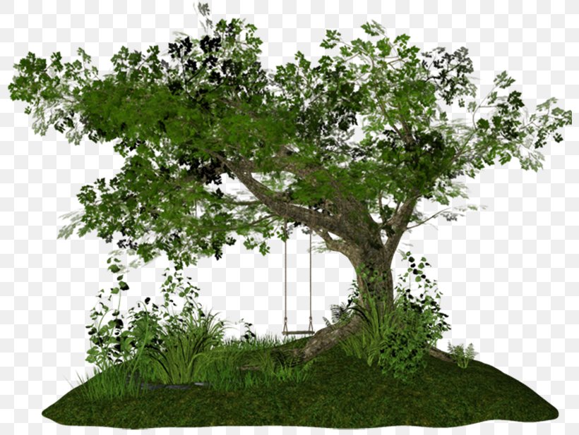 Tree PhotoScape Clip Art, PNG, 800x617px, 2016, 2017, Tree, Branch, Camera Download Free