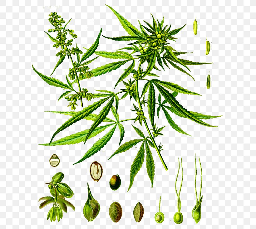 Cannabis Sativa Hemp Plants Cannabidiol, PNG, 630x734px, Cannabis Sativa, Botany, Cannabidiol, Cannabinoid, Cannabis Download Free