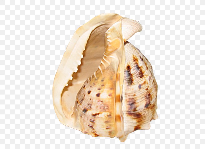 Clam Conchology PhotoScape GIMP, PNG, 800x599px, Clam, Blog, Clams Oysters Mussels And Scallops, Conch, Conchology Download Free