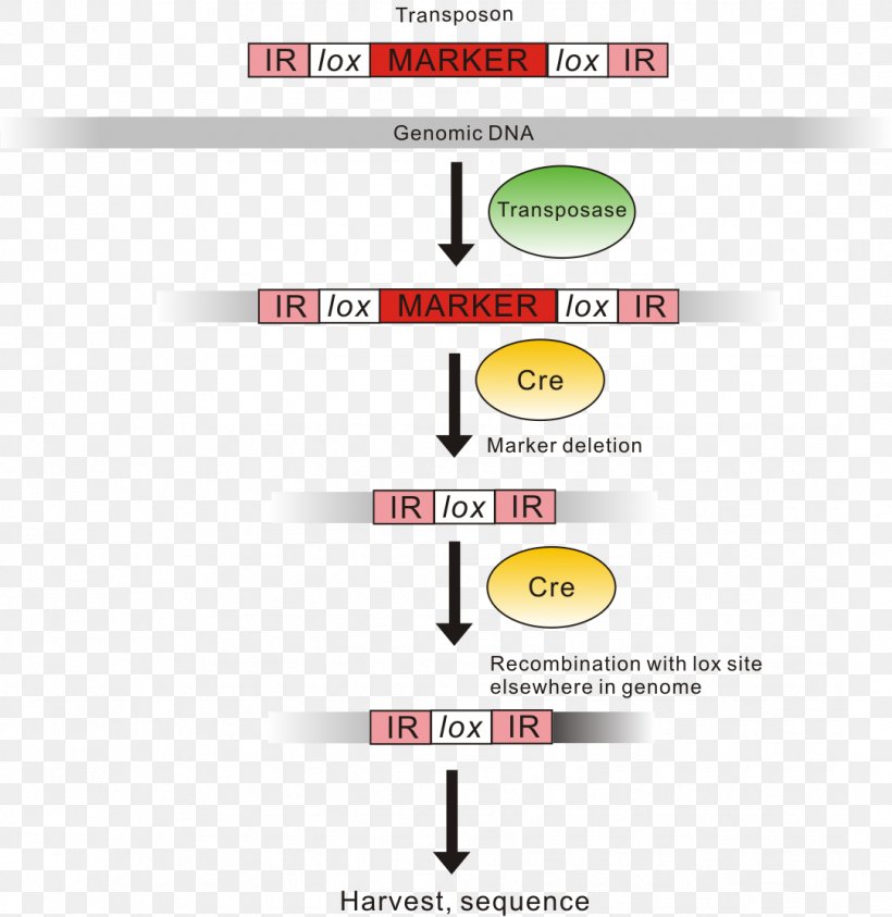 Genomic Library Genome Transposable Element Nucleic Acid Sequence, PNG, 1082x1113px, Genomic Library, Adna, Antimicrobial Resistance, Area, Brand Download Free