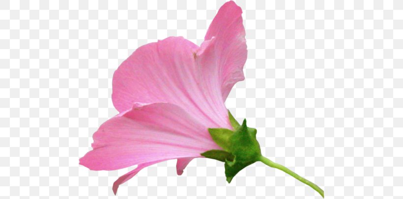 Hibiscus Pink M Herbaceous Plant Annual Plant Petal, PNG, 500x406px, Hibiscus, Annual Plant, Closeup, Flower, Flowering Plant Download Free