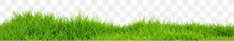Vetiver Lawn Wheatgrass Meadow Green, PNG, 4101x725px, Vetiver, Chrysopogon, Chrysopogon Zizanioides, Family, Grass Download Free