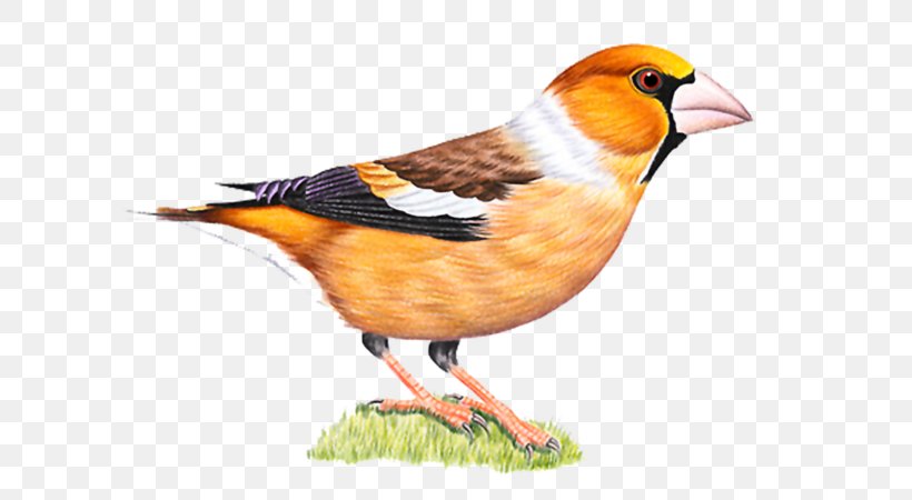 Bird Clip Art, PNG, 600x450px, Bird, Beak, Drawing, Fauna, Feather Download Free