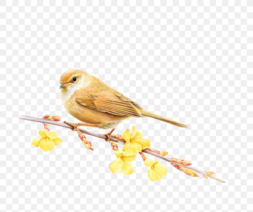 Bird Domestic Canary Colored Pencil Season Summer, PNG, 700x686px, Bird, Beak, Bird Supply, Branch, Canary Download Free