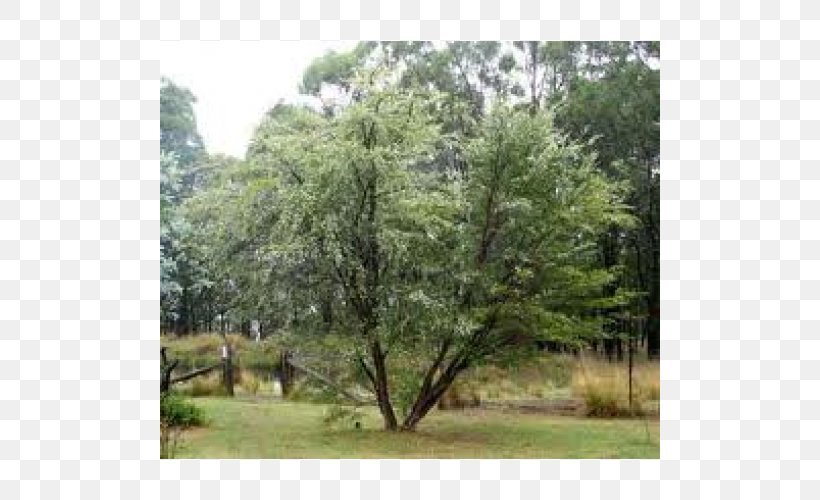 Tree Major Oak Lemon Myrtle Leptospermum Liversidgei, PNG, 500x500px, Tree, Biome, Brachychiton, Corymbia Ficifolia, Evergreen Download Free