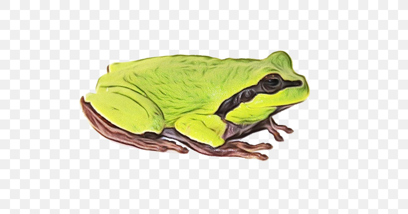 True Frog American Bullfrog Frogs Toad Tree Frog, PNG, 600x430px, Watercolor, American Bullfrog, Amphibians, Biology, Frogs Download Free