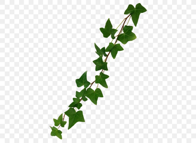 Vine Common Ivy, PNG, 450x600px, Vine, Branch, Common Ivy, Flowering Plant, Ivy Download Free