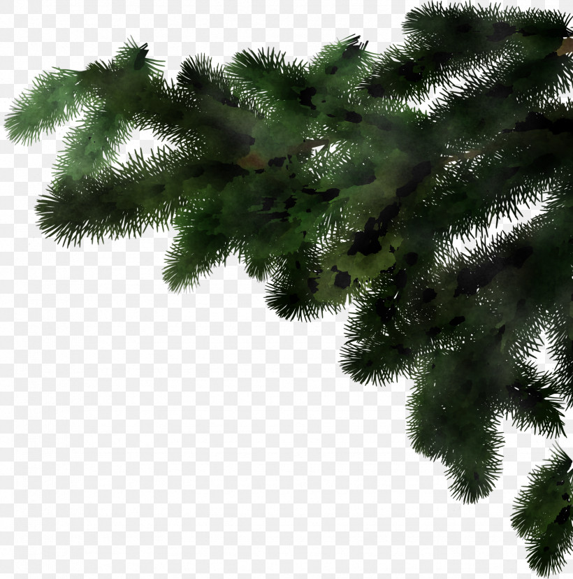 Christmas Tree, PNG, 1747x1766px, White Pine, American Larch, Branch, Christmas Decoration, Christmas Tree Download Free