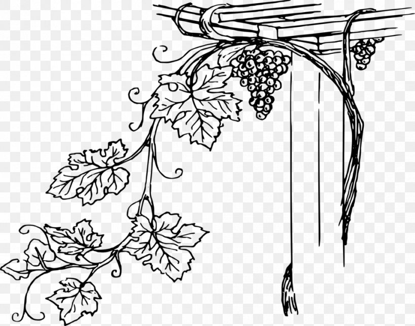 Common Grape Vine Wine Vitis Girdiana, PNG, 958x753px, Common Grape Vine, Area, Art, Artwork, Black Download Free