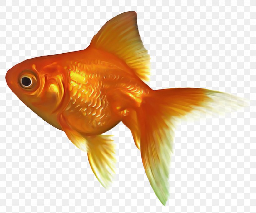 Fish Cartoon, PNG, 1165x972px, Telescope, Black Telescope, Bonyfish, Comet, Common Goldfish Download Free