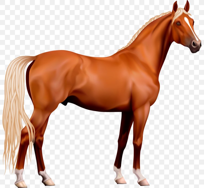 Horse Stallion Clip Art, PNG, 800x754px, Horse, Animal Figure, Bit, Bridle, Colt Download Free