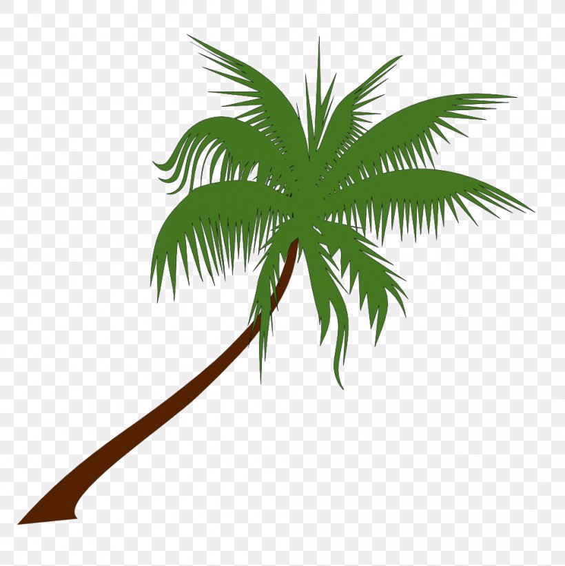 Palm Tree, PNG, 999x1002px, Tree, Arecales, Coconut, Green, Leaf Download Free