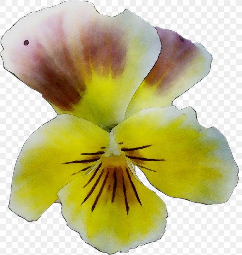 Pansy Yellow, PNG, 1053x1111px, Pansy, Cattleya, Flower, Flowering Plant, Iris Download Free