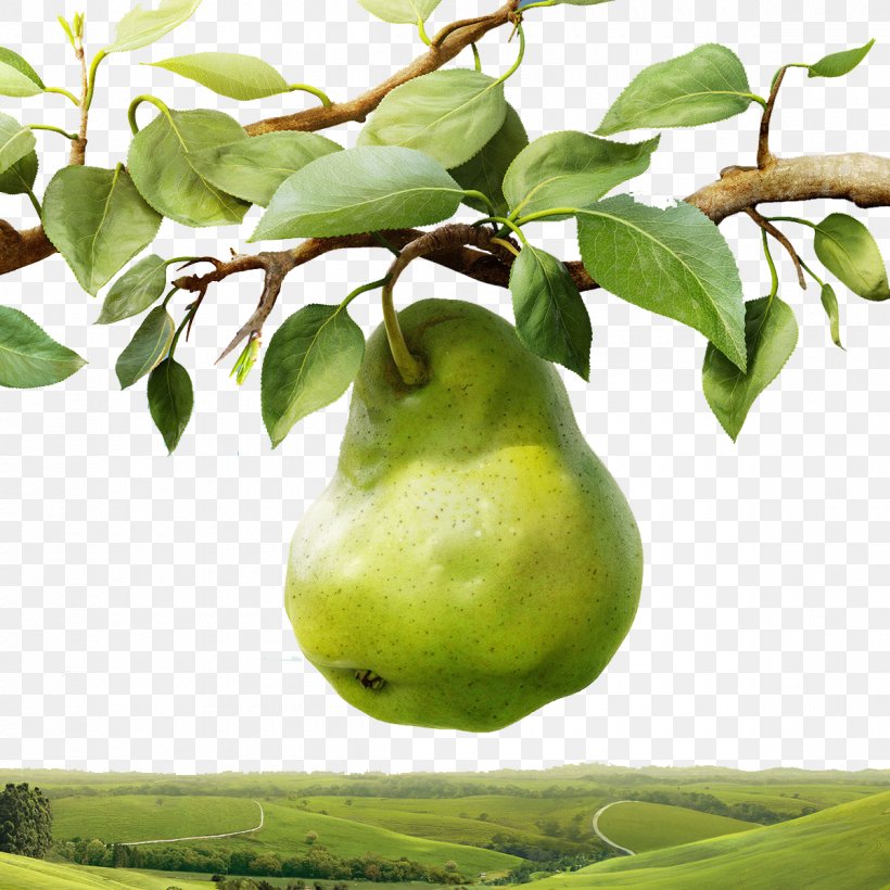 Pear Tree, PNG, 1200x1200px, Pear, Apple, Citrus, Food, Fruit Download Free