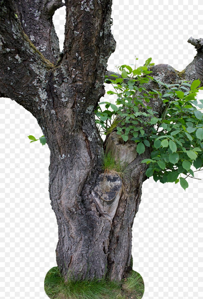Tree Stock DeviantArt, PNG, 900x1328px, Tree, Bonsai, Branch, Deviantart, Flowerpot Download Free