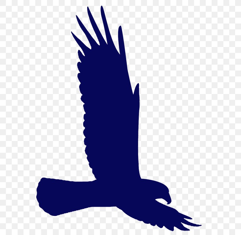 Bald Eagle Silhouette Drawing, PNG, 628x800px, Bald Eagle, Beak, Bird, Bird Of Prey, Drawing Download Free
