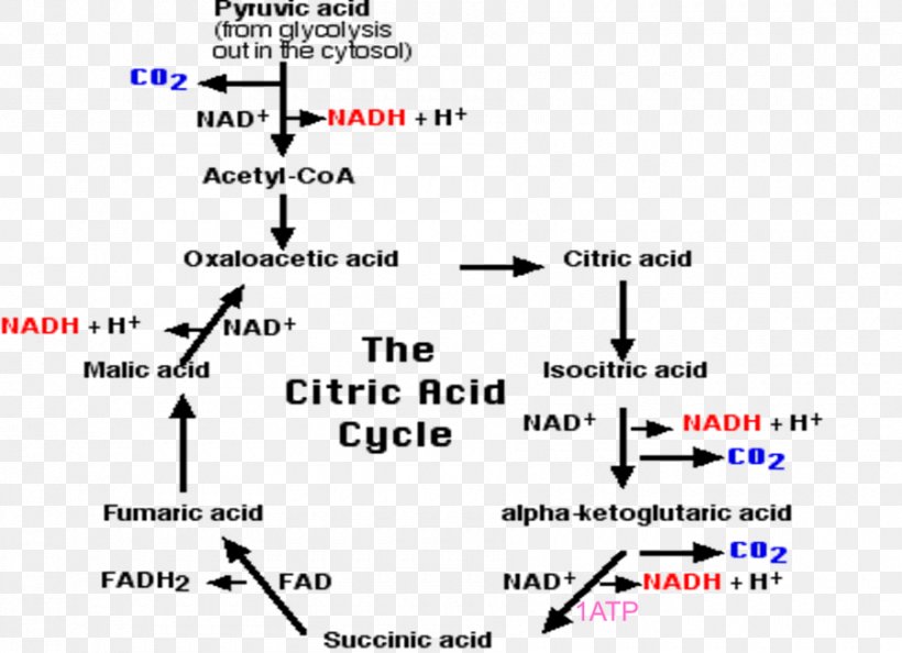 Cellular Respiration Citric Acid Cycle Carbon Dioxide Pyruvic Acid, PNG, 900x653px, Cellular Respiration, Adenosine Triphosphate, Anaerobic Respiration, Area, Biology Download Free