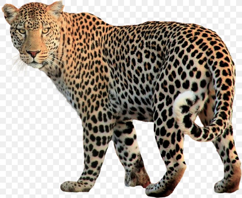Jaguar Leopard Felidae Clip Art, PNG, 1280x1050px, Jaguar, Big Cat, Big Cats, Carnivoran, Cat Like Mammal Download Free
