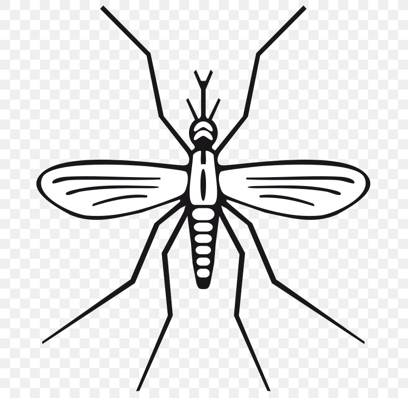 Mosquito Clip Art, PNG, 800x800px, Mosquito, Aedes Albopictus, Animation, Arthropod, Artwork Download Free