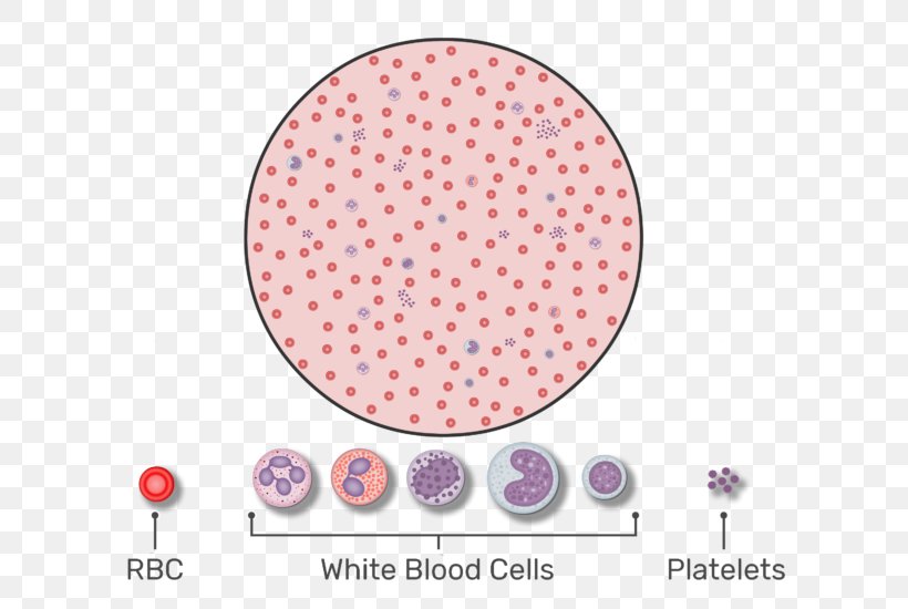 Red Blood Cell Complete Blood Count Platelet White Blood Cell, PNG, 666x550px, Red Blood Cell, Biology, Blood, Blood Cell, Cell Download Free