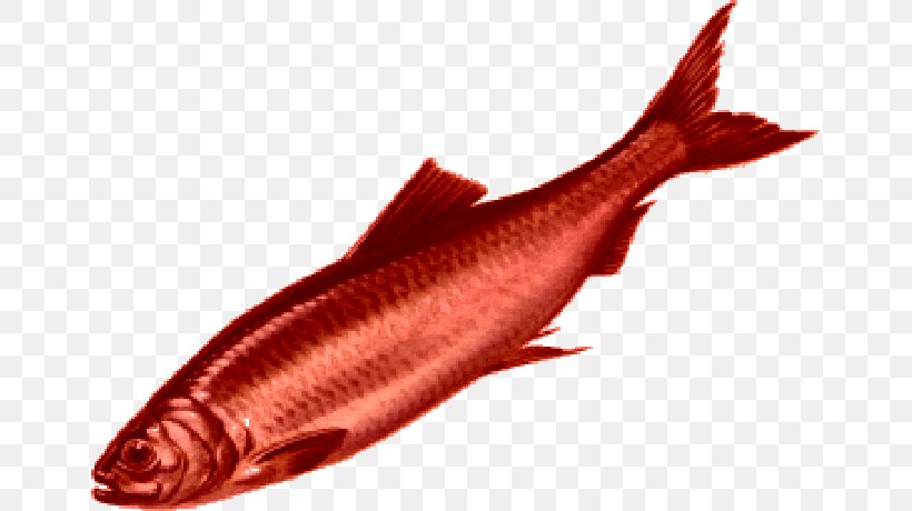Red Herring TV Tropes Fish Idiom, PNG, 655x460px, Red Herring, Animal Source Foods, Bony Fish, Cod, Fallacy Download Free