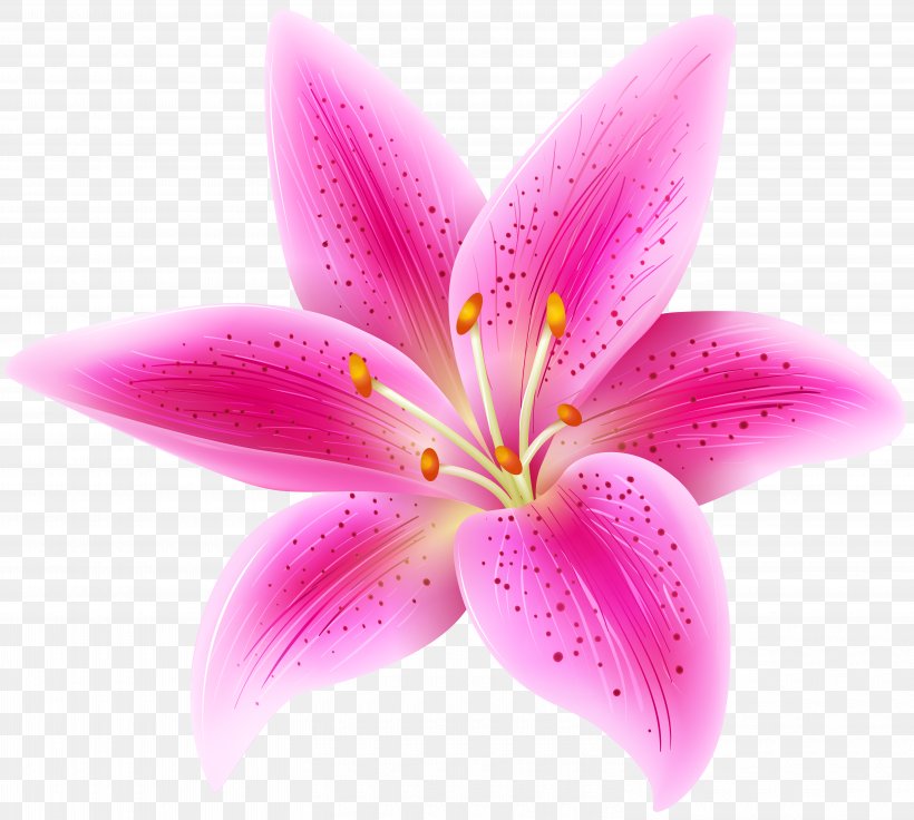 Tiger Lily Lilium 'Stargazer' Pink Flowers Clip Art, PNG, 6000x5387px, Tiger Lily, Close Up, Color, Flower, Flowering Plant Download Free