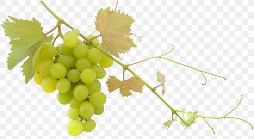 Wine Common Grape Vine Balsamic Vinegar Olive Oil, PNG, 3674x2017px, Wine, Balsamic Vinegar, Barrel, Branch, Common Fig Download Free
