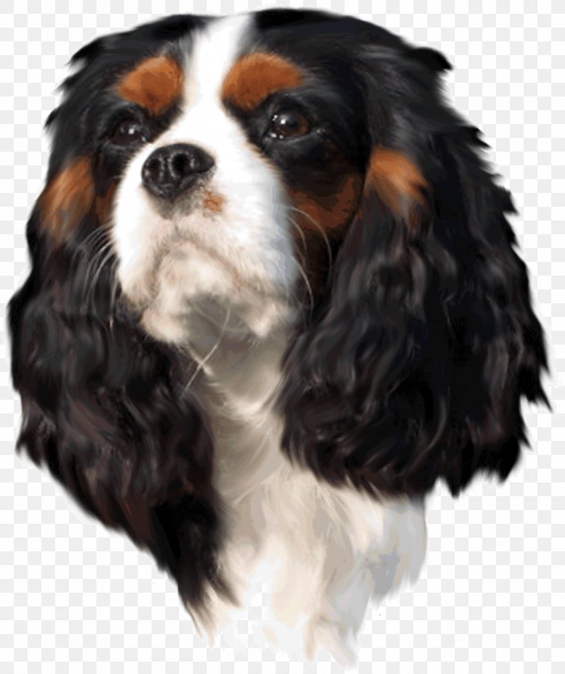 Cavalier King Charles Spaniel Puppy Dog Breed Companion Dog, PNG, 1362x1625px, King Charles Spaniel, Breed, Carnivoran, Cavalier King Charles Spaniel, Companion Dog Download Free