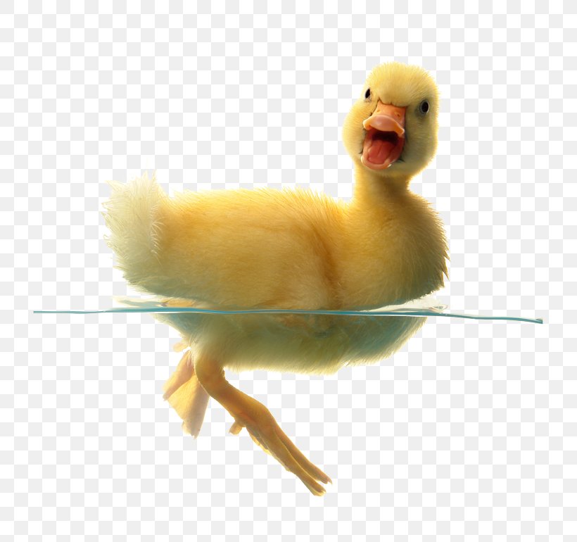 Indian Runner Duck Cygnini Baby Ducks Bird, PNG, 800x770px, Duck, Anatidae, Animal, Baby Ducks, Beak Download Free