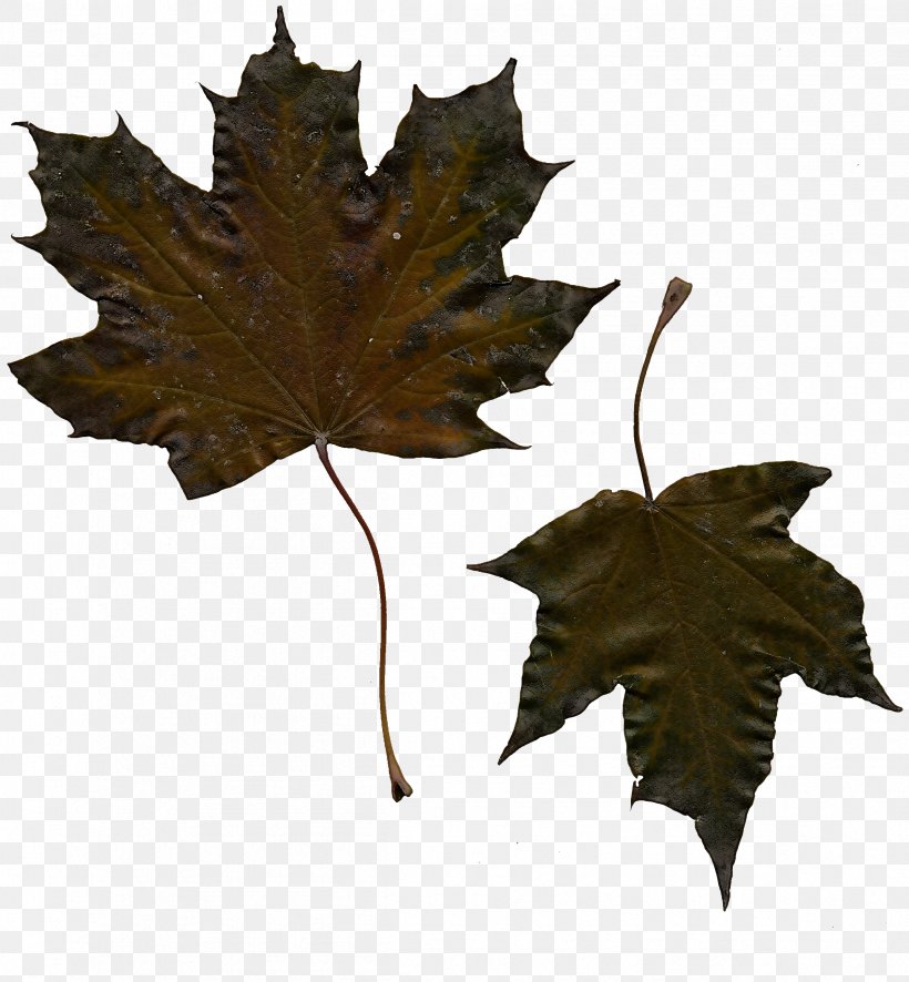 Maple Leaf, PNG, 2398x2592px, Leaf, Black Maple, Deciduous, Grape Leaves, Maple Download Free