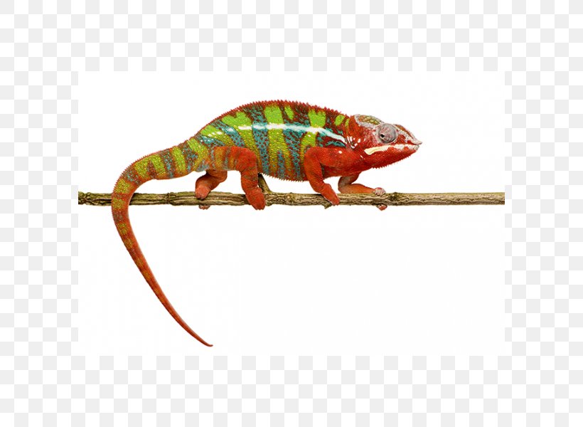 Reptile Ambilobe Panther Chameleon Common Iguanas Colorful Chameleons!, PNG, 600x600px, Reptile, Agamidae, Ambilobe, Animal, Animal Figure Download Free