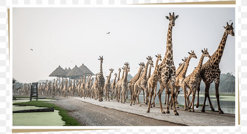 Safari World Giraffe Zoo วันเด็กแห่งชาติ Sphere Agency, PNG, 1800x980px, Giraffe, Asia, Bangkok, Giraffidae, Macaw Download Free