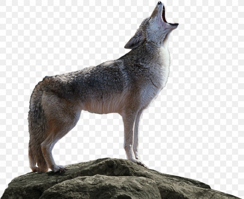 Coyote Kioti Tractor Saarloos Wolfdog Canidae, PNG, 1880x1535px, Coyote, Animal, Canidae, Carnivora, Carnivoran Download Free