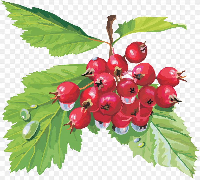 Crataegus Sanguinea Auglis Berry Fruit, PNG, 3724x3350px, Crataegus Sanguinea, Auglis, Berry, Branch, Cherry Download Free