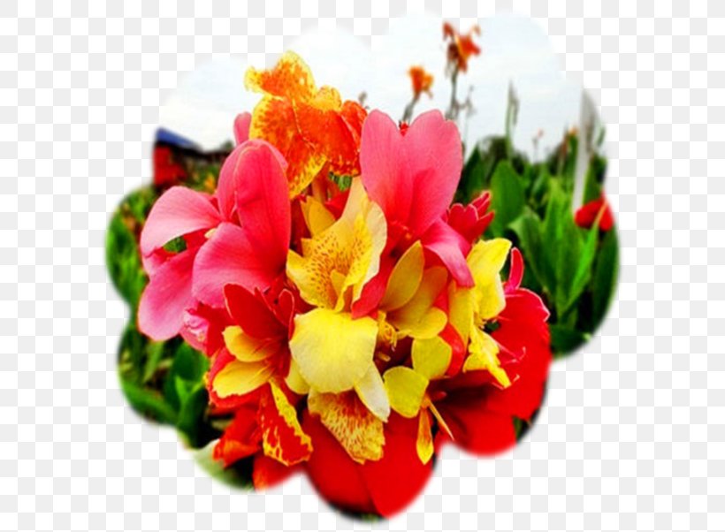 Edible Canna Flowering Plant Seed Petal, PNG, 599x602px, Edible Canna, Alstroemeriaceae, Annual Plant, Canna, Cut Flowers Download Free
