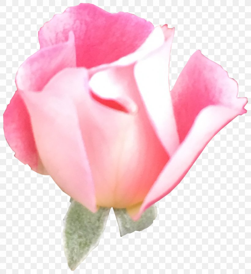Garden Roses Cabbage Rose Floribunda Cut Flowers Petal, PNG, 854x934px, Garden Roses, Bud, Cabbage Rose, China Rose, Chinese Cuisine Download Free