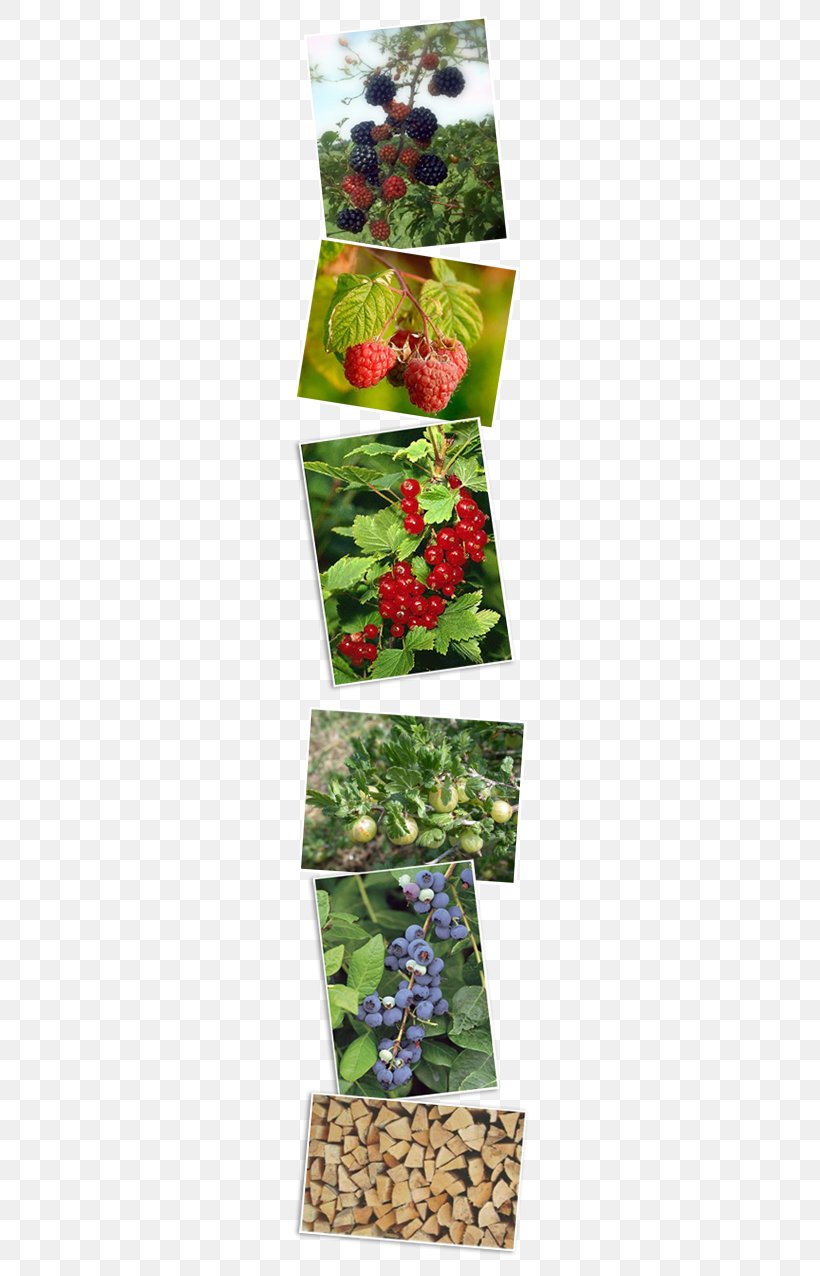 Highbush Blueberry Bilberry Auglis Red Raspberry, PNG, 265x1276px, Highbush Blueberry, Auglis, Berry, Bilberry, Currant Download Free